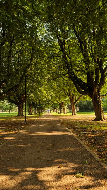 A serene park pathway lined with tall, mature trees with lush green leaves forming a canopy overhead. The path is paved and shaded, with patches of sunlight filtering through the foliage, casting dapp