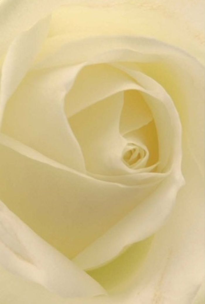 Looking closely at this white rose, you're drawn into a world where serenity and craftsmanship meet, right in the heart of West Ham. Each petal unfurls with patient precision, matte and creamy, layered in harmonious spirals that reveal just a hint of pale lemon at the centre. The gentle light, echoing the ambience of a quiet afternoon along Green Street, brings out every contour and shadow, lending the blossom a hypnotic depth. The near-translucent round of the outer petals adds an air of vulnerability, while the strong, orderly symmetry hints at resilience and purity-qualities admired by so many in our vibrant local community. This flower's delicate, clean fragrance lingers softly, a comforting presence suitable for moments of sympathy, cherished anniversaries, or as a centrepiece at an elegant West Ham celebration. The bloom's form reflects both the skill of our West Ham florists and the natural beauty nurtured in neighbourhood gardens. Available for same-day delivery throughout West Ham, East Ham, or even to homes near Stratford, this rose stands as a fitting tribute to the enduring spirit and heartfelt gestures that connect us all.